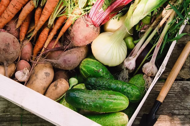 Assortment of fresh root vegetables and greens, including carrots, fennel, turnips, and cucumbers from Tahoe Food Hub